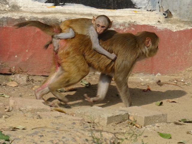 New Delhi